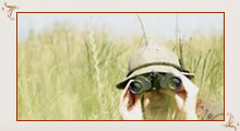 click here for details Bird Watching