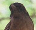 endemic ethiopia bird