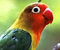 endemic ethiopia bird