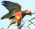Yellow Fronted parrot