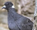 White collared pigeon